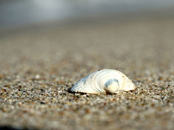 Close-up of seashell on beach