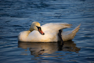 Swan swimming in lake