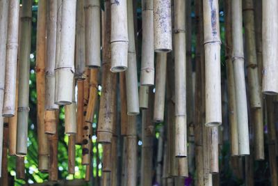 Full frame shot of bamboo trees in forest