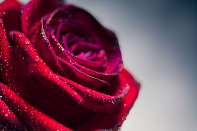 Close-up of pink rose