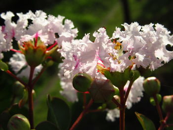 Close-up of flowers blooming outdoors