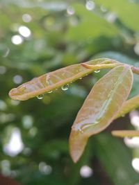 Close-up of raindrops on leaf