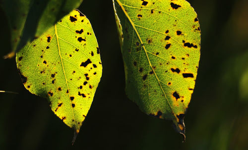 Close-up of yellow maple leaf