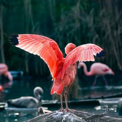 Bird flying over lake