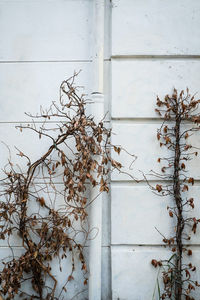 Ivy growing on wall of building