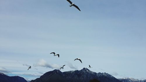 Low angle view of seagulls flying against sky