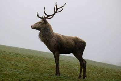 Deer standing on field against sky