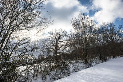 Low angle view of trees against sky during winter