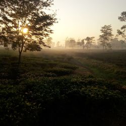 Trees on field against sky during sunset