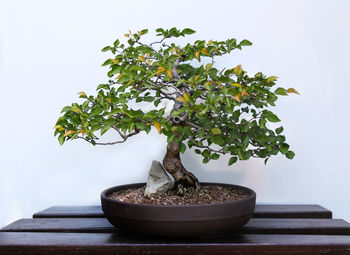 Close-up of small potted plant on table against wall