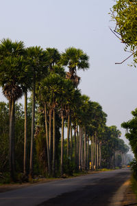 Trees by road against clear sky