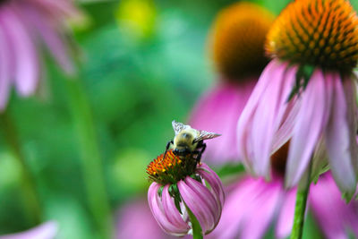 Close-up of bee pollinating on pink flower