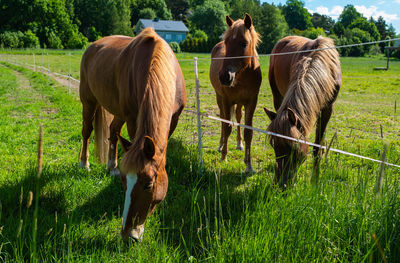 Horses grazing on field