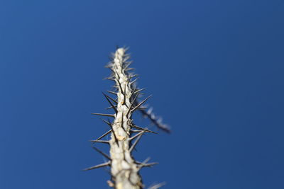 Low angle view of spiky branch