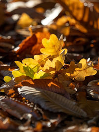 Close-up of autumn leaves