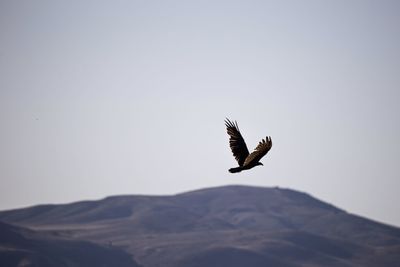 Low angle view of eagle flying in sky