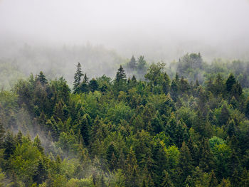 Plants and trees in foggy weather