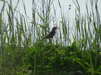 Bird perching on a grass