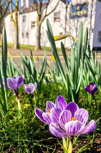 Close-up of purple crocus flowers on field