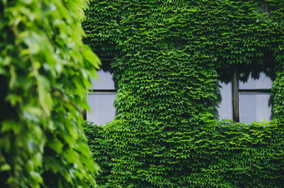 Ivy growing on tree by building