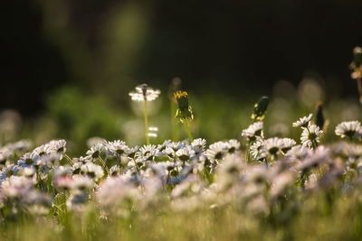 Beautiful white daisies blooming in the grass. summer scenery in garden and park.