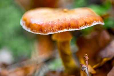 Close-up of mushroom growing outdoors