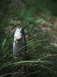 Close-up of fish