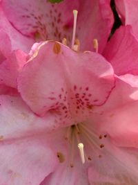 Full frame shot of pink flower