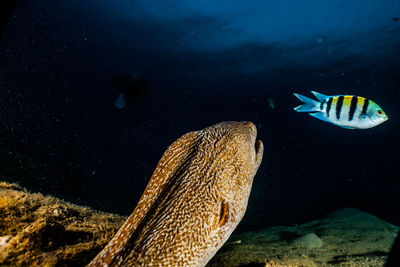 Moray eel mooray lycodontis undulatus in the red sea, eilat israel a.e