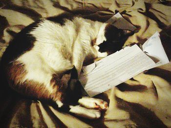 Cat sleeping in the dark