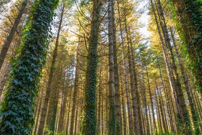 Low angle view of pine trees in forest