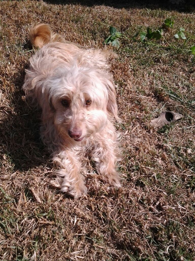 domestic animals, dog, pets, animal themes, mammal, one animal, grass, field, high angle view, portrait, looking at camera, puppy, young animal, sitting, cute, no people, relaxation, full length, day, animal hair