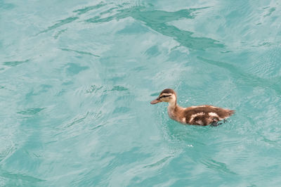 High angle view of duck swimming in lake