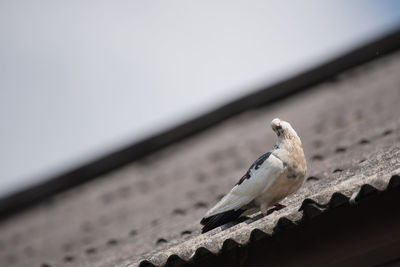 Close-up of seagull perching on roof