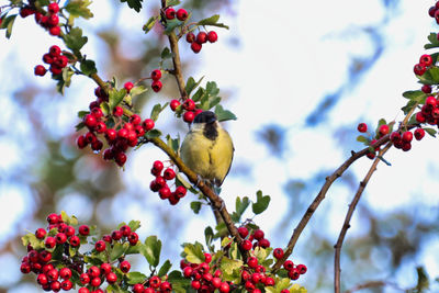 Bird perching on tree