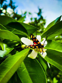 Close-up of butterfly on plant