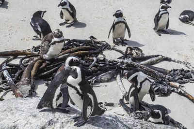 African penguins, spheniscus demersus, on boulders beach in simon's town, south africa.