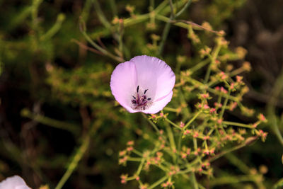 Close-up of purple flower blooming outdoors