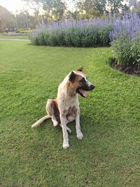 Dog sitting on grassy field in park