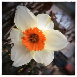 Close-up of flower blooming outdoors