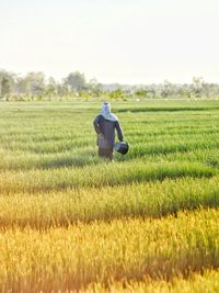 Rear view of farmer standing amidst crops on agricultural field