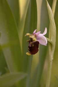 Close-up of purple flowering plant