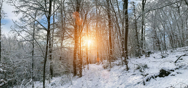 Sun shining through bare trees in forest during winter
