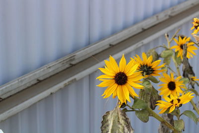 Low angle view of yellow flowering plant against building