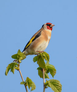 Low angle view of bird perching on plant against clear blue sky