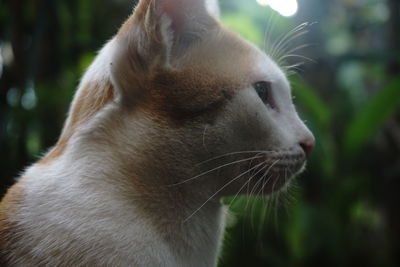 Close-up of a cat looking away