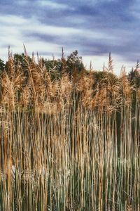 Plants growing on field against sky