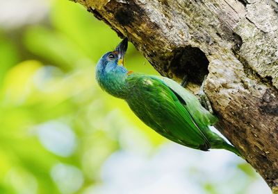 Close-up of bird perching on tree