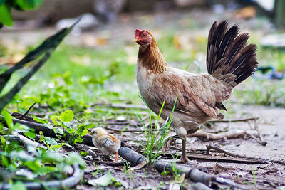 View of a bird on field