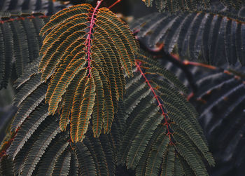 Close-up of plant leaves during autumn